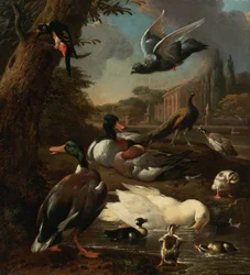 Een pauw, duif, eenden en andere vogels in een tuin